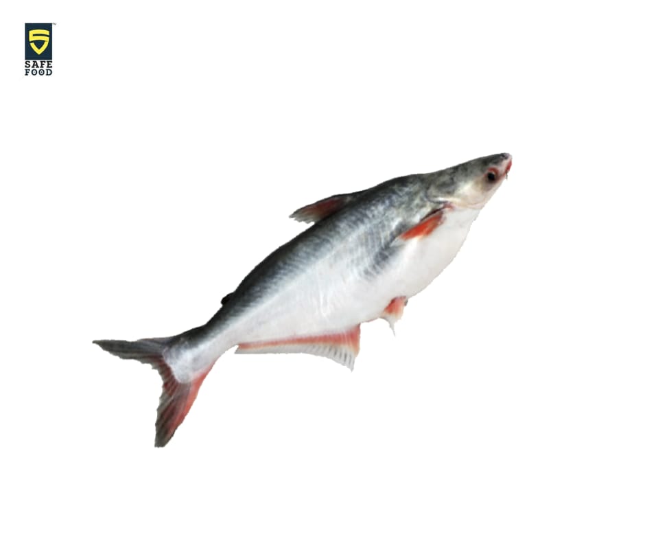 River Pangas fish(6-12 kg size) per kg
